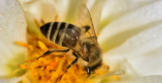 Les abeilles des ruches de la cathédrale Notre-Dame ont survécu à l'incendie