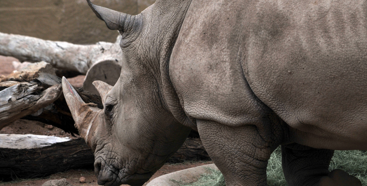 Un nouveau placement misant sur la sauvegarde des rhinocéros