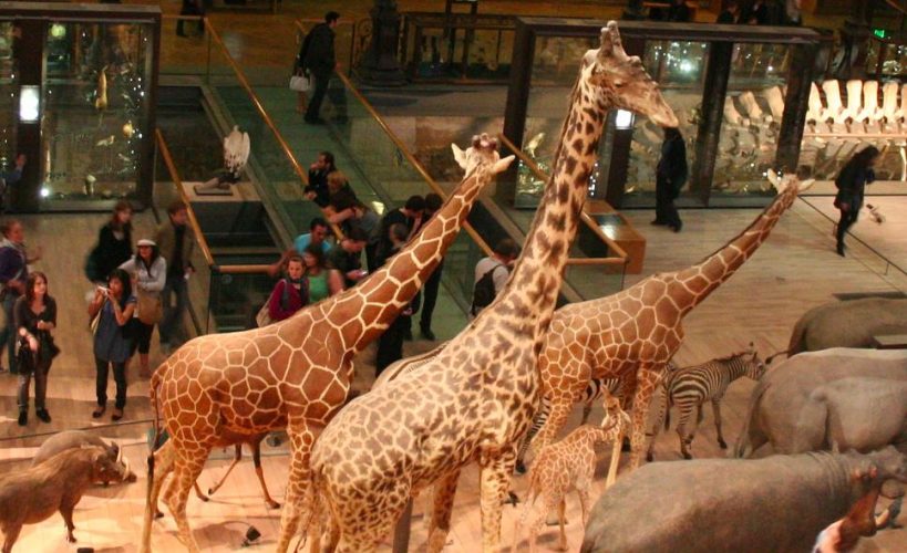 Suspicion de sexisme dans les musées d'histoire naturelle !