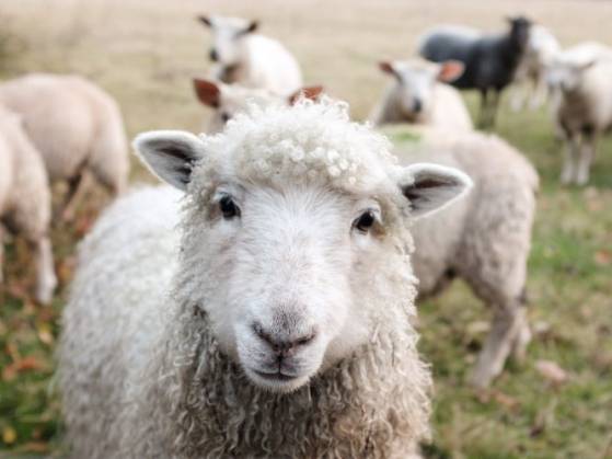 Abattage rituel en France : les animaux pourront être abattus sans étourdissement préalable