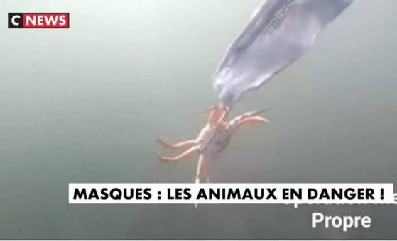 Pollution aux masques chirurgicaux. Les animaux en danger (Vidéo)