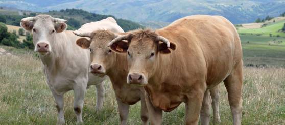 Né, élevé et abattu à la ferme