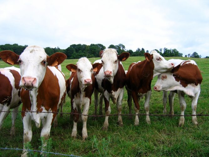 Condamné pour le bruit et l'odeur de ses vaches, un agriculteur est contraint de fermer son exploitation