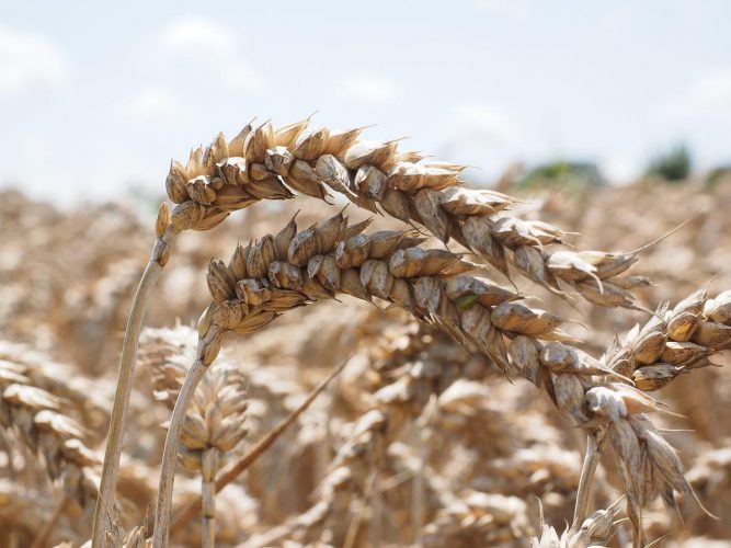 L’Inde, deuxième producteur mondial de blé, stoppe ses exportations avec effet immédiat ce samedi