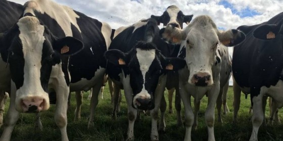 Bretagne : Les agriculteurs lancent un cri d'alerte : "Si le prix du lait payé aux producteurs n’est pas à la hauteur de ces hausses de charges, certains agriculteurs cesseront leur activité"