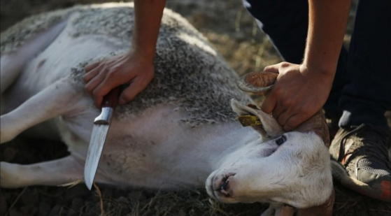Niort : ils égorgent trois moutons en pleine rue à l'occasion de l'Aïd el-Kébir