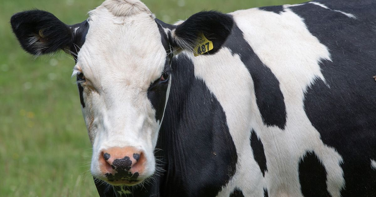 Nouvelle-Zélande : le gouvernement veut taxer les pets de vaches pour lutter contre le réchauffement climatique