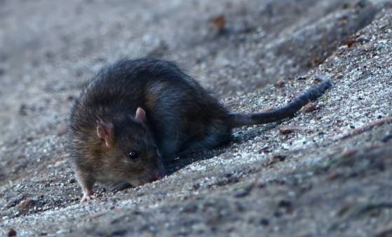 La ville de Bordeaux victime d'une prolifération de rats affectant les commerces alimentaires
