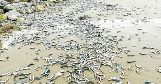 Bretagne : des milliers de sardines échouées sur une plage de 4 km