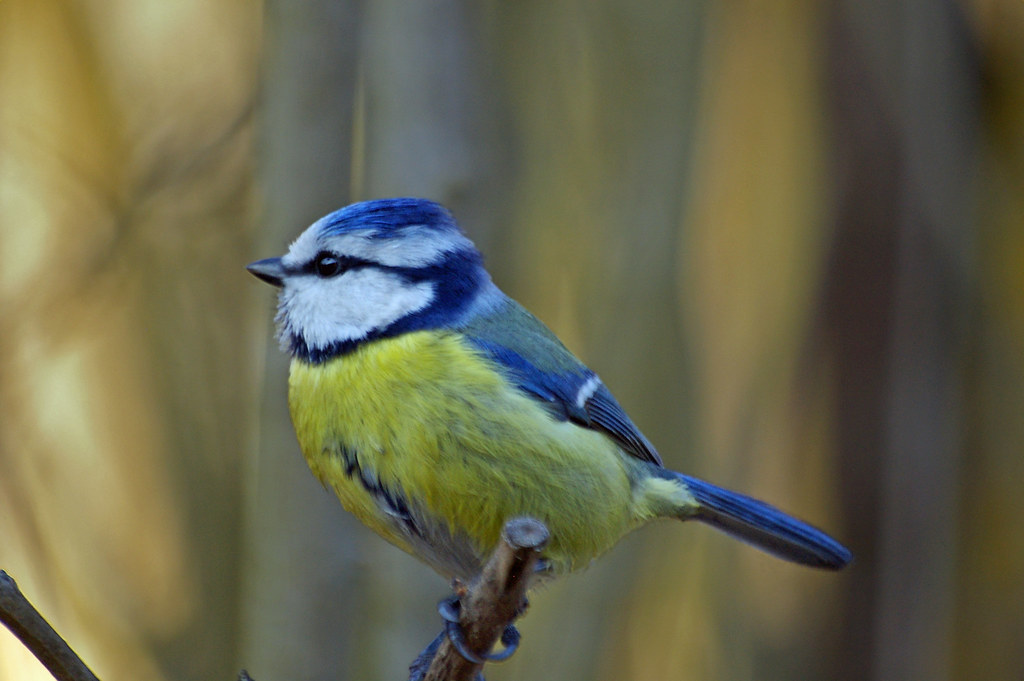Le continent européen perd 25% de ses oiseaux en l'espace de 40 ans, selon le CNRS