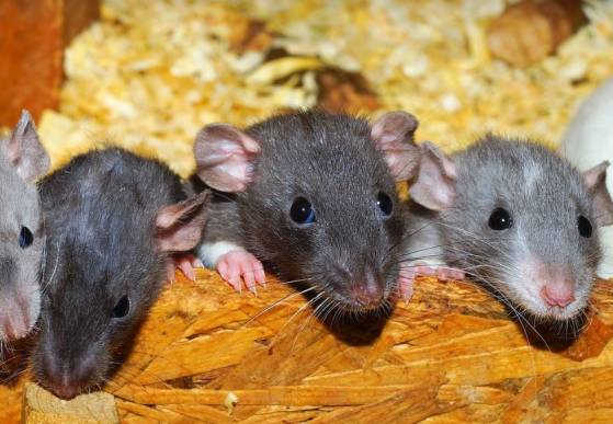 Paris : Anne Hidalgo va mettre en place un groupe de travail sur la “cohabitation” avec les rats