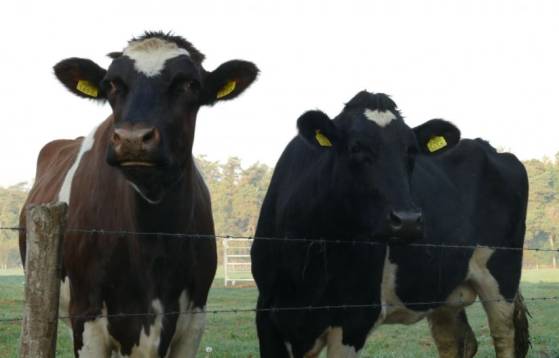 Kenya : L'Université d'Oxford offre des vaches à des familles masaï en réparation pour "les objets d'art volés et exportés il y a plus d'un siècle vers le Royaume-Uni"