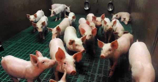 Bretagne : une éleveuse de 51 ans condamnée à 1500 euros d'amende pour la coupe systématique de la queue de ses cochons