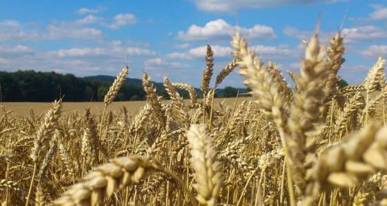 L'Ukraine engage des poursuites auprès de l'Organisation mondiale du commerce (OMC) contre la Slovaquie, la Pologne et la Hongrie pour contester leurs interdictions d'importer des céréales