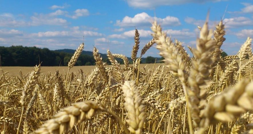 La France soutient la Pologne dans sa volonté de restriction des importations agricoles ukrainiennes