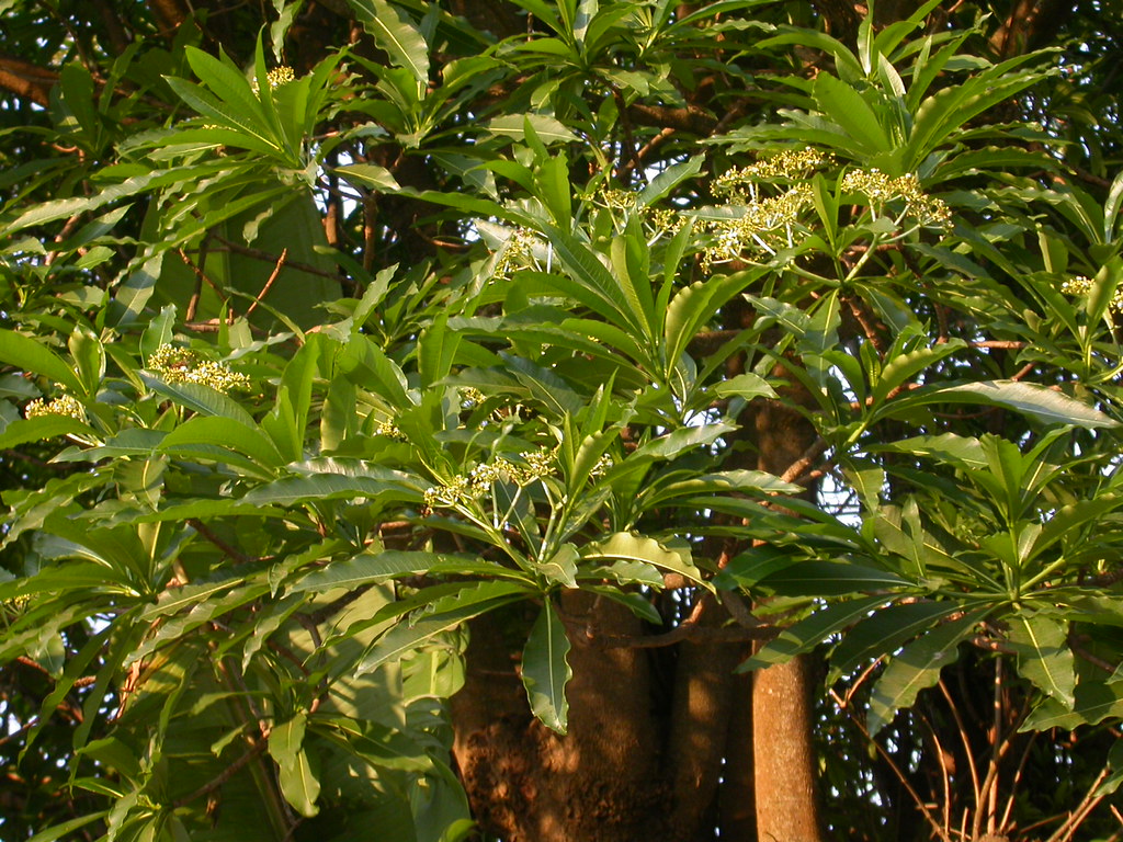 Des noms de plantes bientôt modifiés car jugés "racistes"