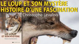 Zoom - Christophe Levalois : Le Loup et son mystère - Histoire d’une fascination